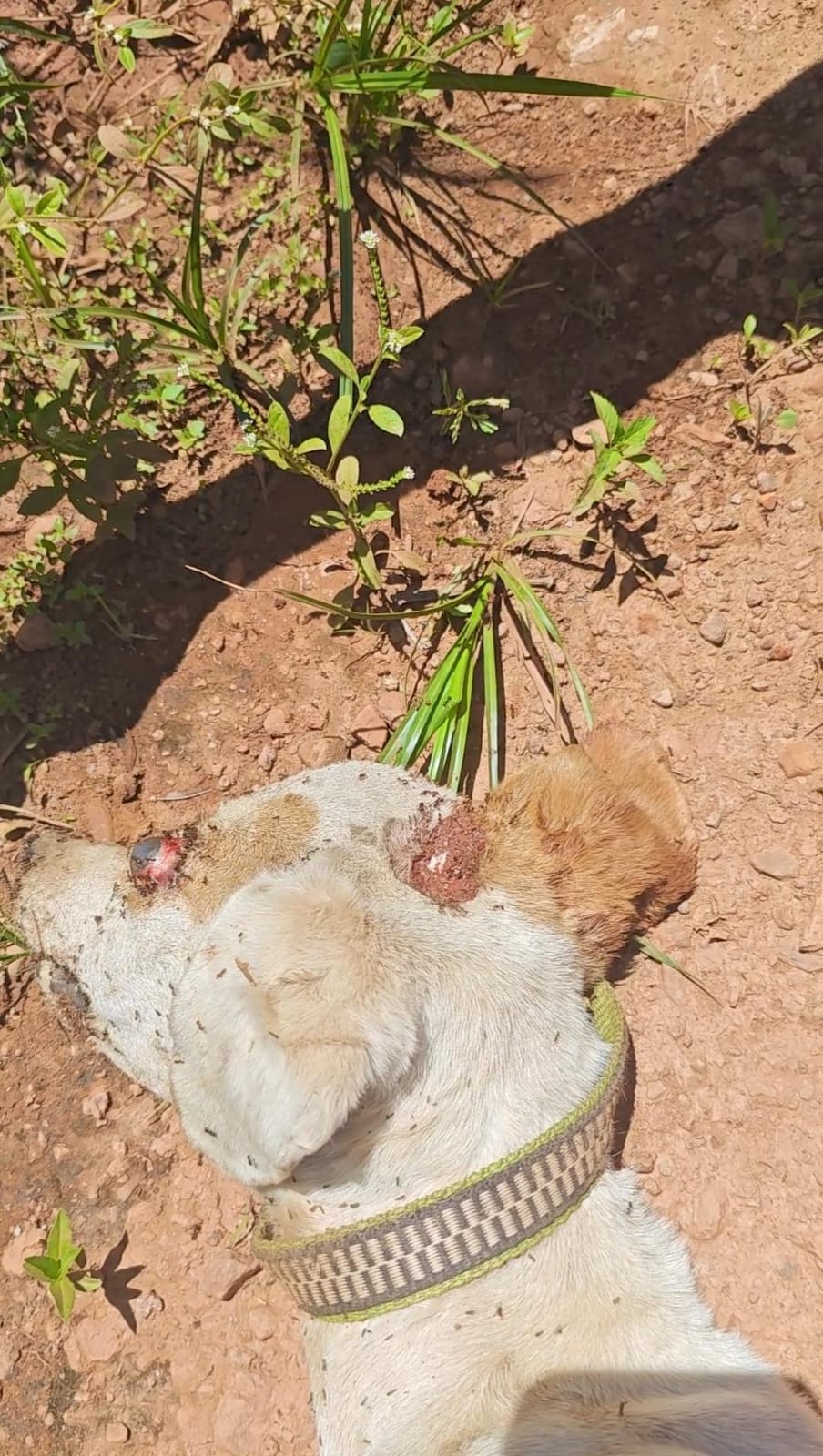 Homem é preso após matar cachorro a pauladas em Várzea Grande