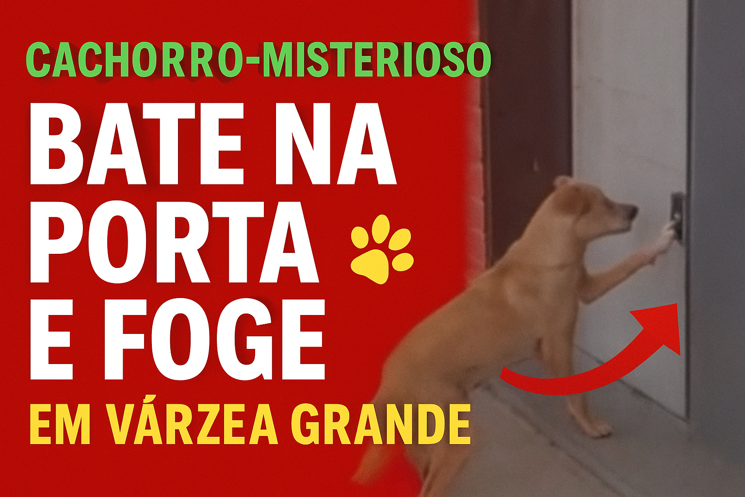Moradores filmam cachorro misterioso que bate na porta e foge em Várzea Grande