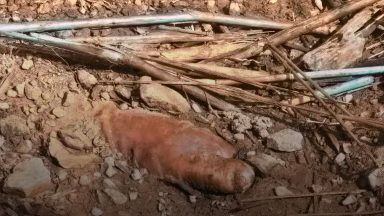 Crime cruel: vítima é torturada, executada e enterrada em área de mata