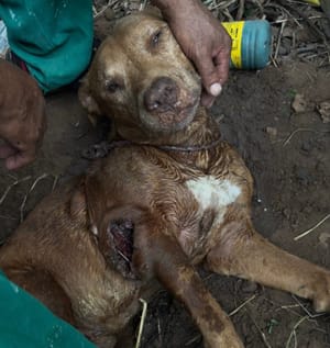 Crueldade em Cuiabá: Polícia Militar resgata cachorro enterrado vivo em terreno na Capital