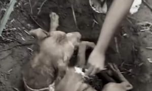 Triste desfecho: cachorro enterrado vivo em Cuiabá não resiste e morre após dias de luta