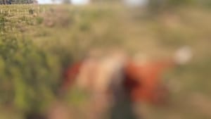 Tragédia no campo: trabalhador rural morre atingido por raio enquanto trabalhava em fazenda