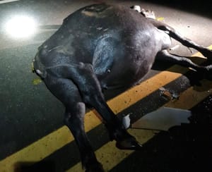 Búfalo solto vira armadilha na MT-241 e destrói ca