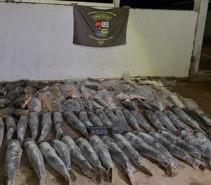 Homem é preso com mais de 340 kg de pescado ilegal durante bloqueio em Cuiabá