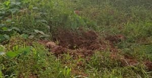 Ossada humana é encontrada em área de mata em General Carneiro e caso é investigado