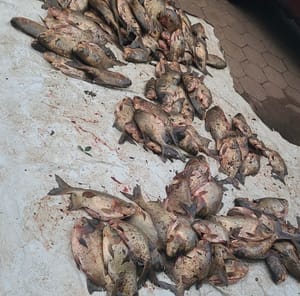 Pesca ilegal é flagrada e suspeitos são presos com peixes furtados